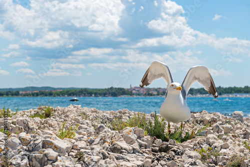 Fototapeta Naklejka Na Ścianę i Meble -  Seagull on the rocky beach in Istria
