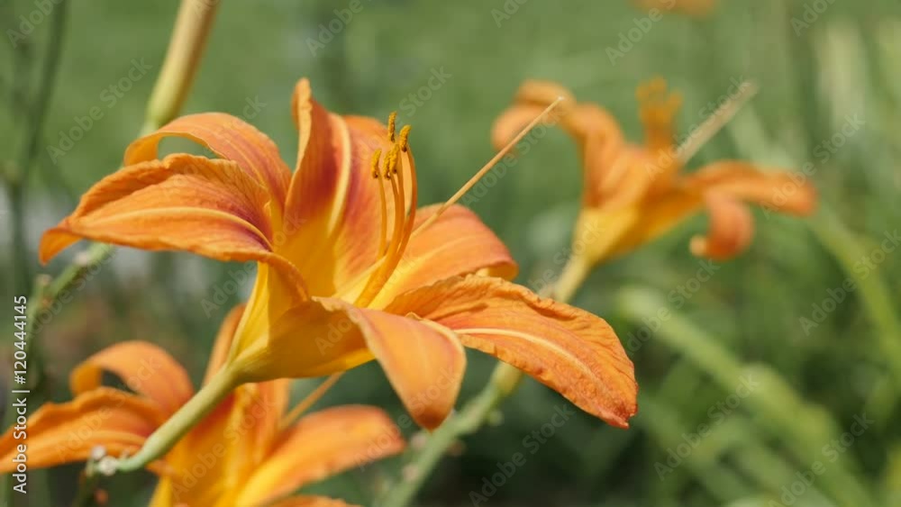 Bunch of Hemerocallis fulva tiger flower buds in the garden 4K 2160p 30fps UltraHD footage - Beautiful orange blooming tawny day-lily plant close-up 3840X2160 UHD video Bunch of Hemerocallis fulva tiger flower buds in the garden 4K 2160p 30fps UltraHD footage - Beautiful orange blooming tawny day-lily plant close-up 3840X2160 UHD video
