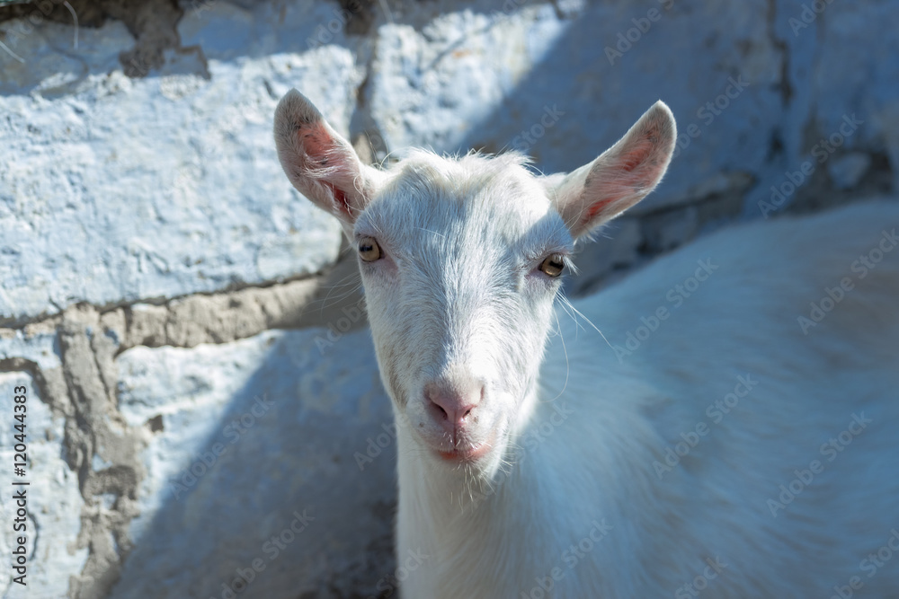 white goat standing on a brick wall background white goat standing on a brick wall background