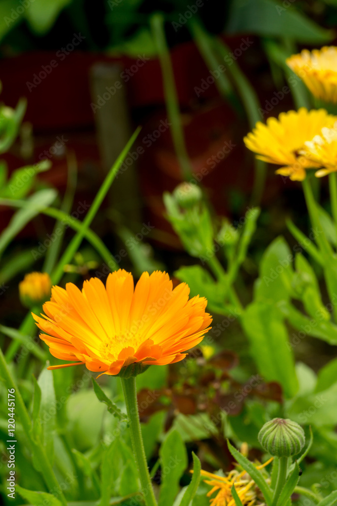 Marigold in the Garden