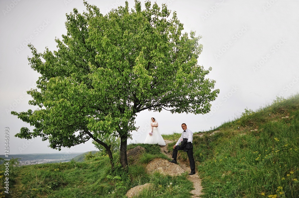 Stylish wedding couple background alone tree Stylish wedding couple background alone tree