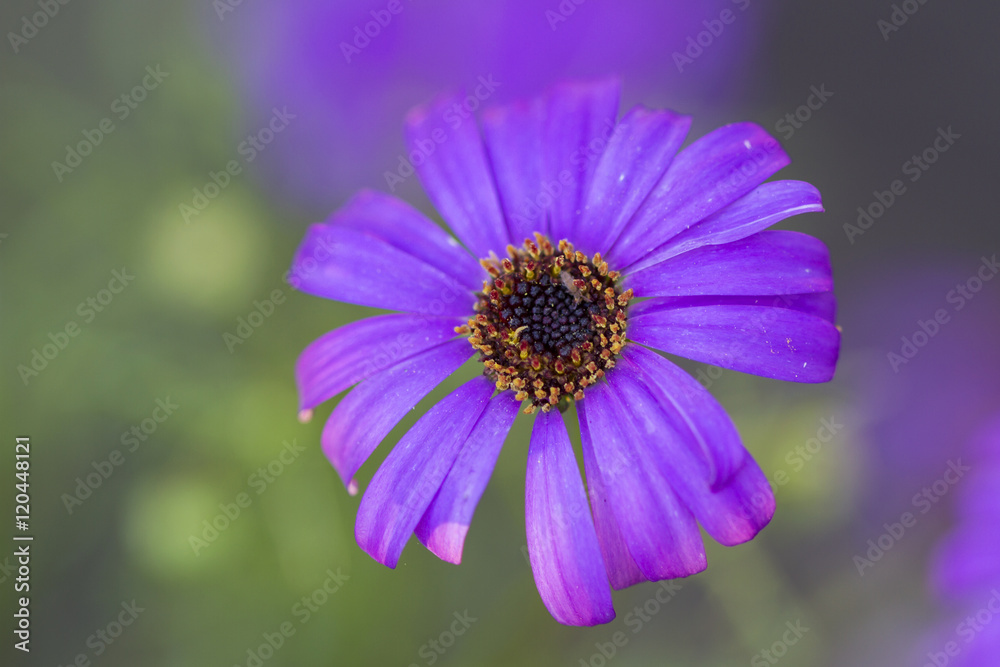 Beautiful blue flower on a dark green background Beautiful blue flower on a dark green background