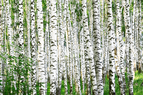 Fototapeta Naklejka Na Ścianę i Meble -  summer in forest birch