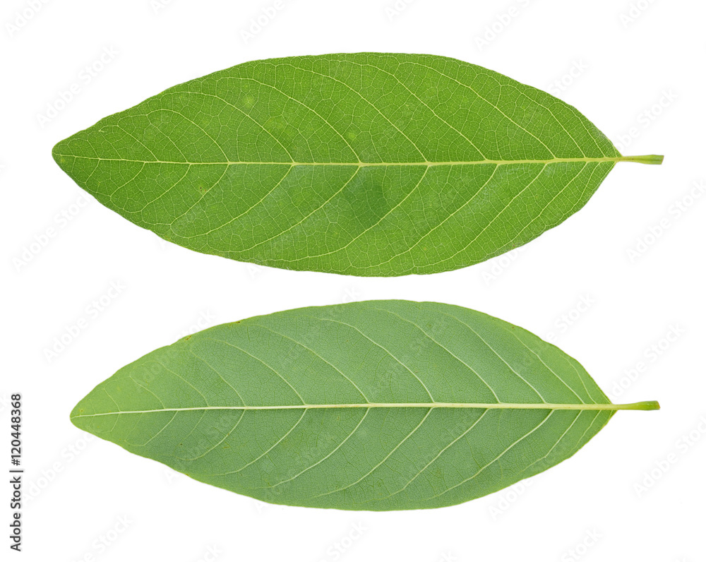 Fototapeta premium Custard Apple leaf isolated on white background