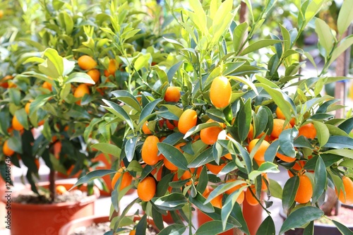 several hanging kumquats on the  fruit tree