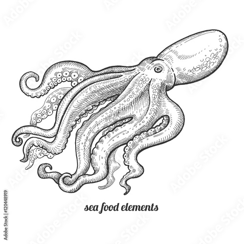 Isolated image octopus on white background.