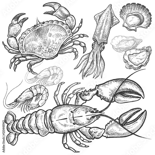 ÊSet hand drawings of seafood.