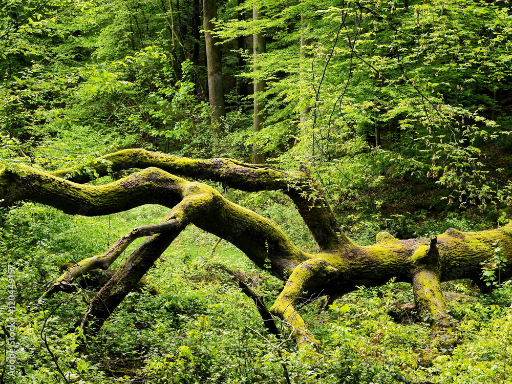Fototapeta premium Vermodernder Eichenstamm, Umgestürzte Eiche