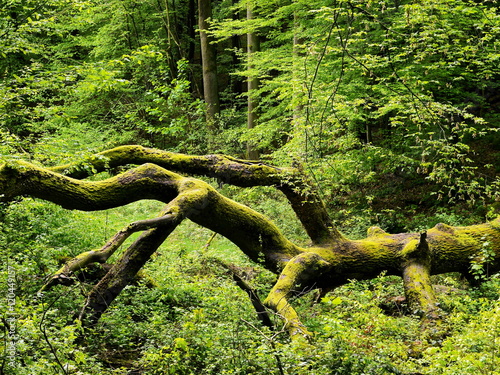 Vermodernder Eichenstamm, Umgestürzte Eiche photo