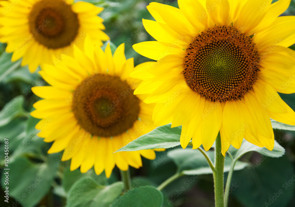 Field with sunflowers Field with sunflowers