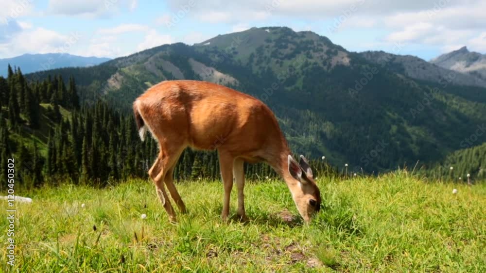 Deer in green forest, USA