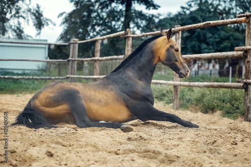 Photography Akhal-Teke horse lying on the sand