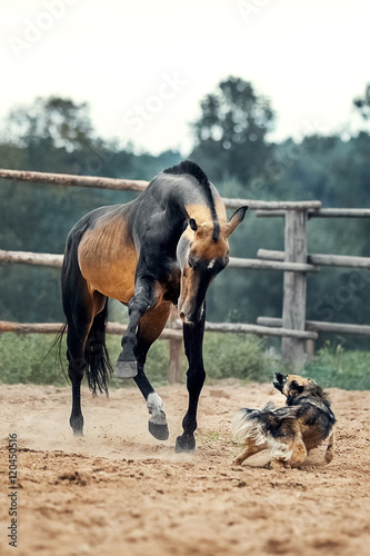Akhal-Teke horse playing with the dog