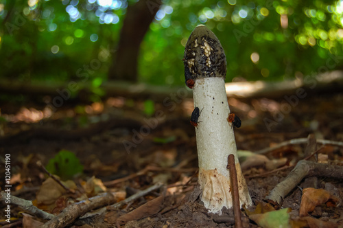 Phallus impudicus, known colloquially as the common stinkhorn
