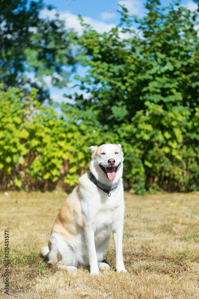 Blond Husky rescue dog