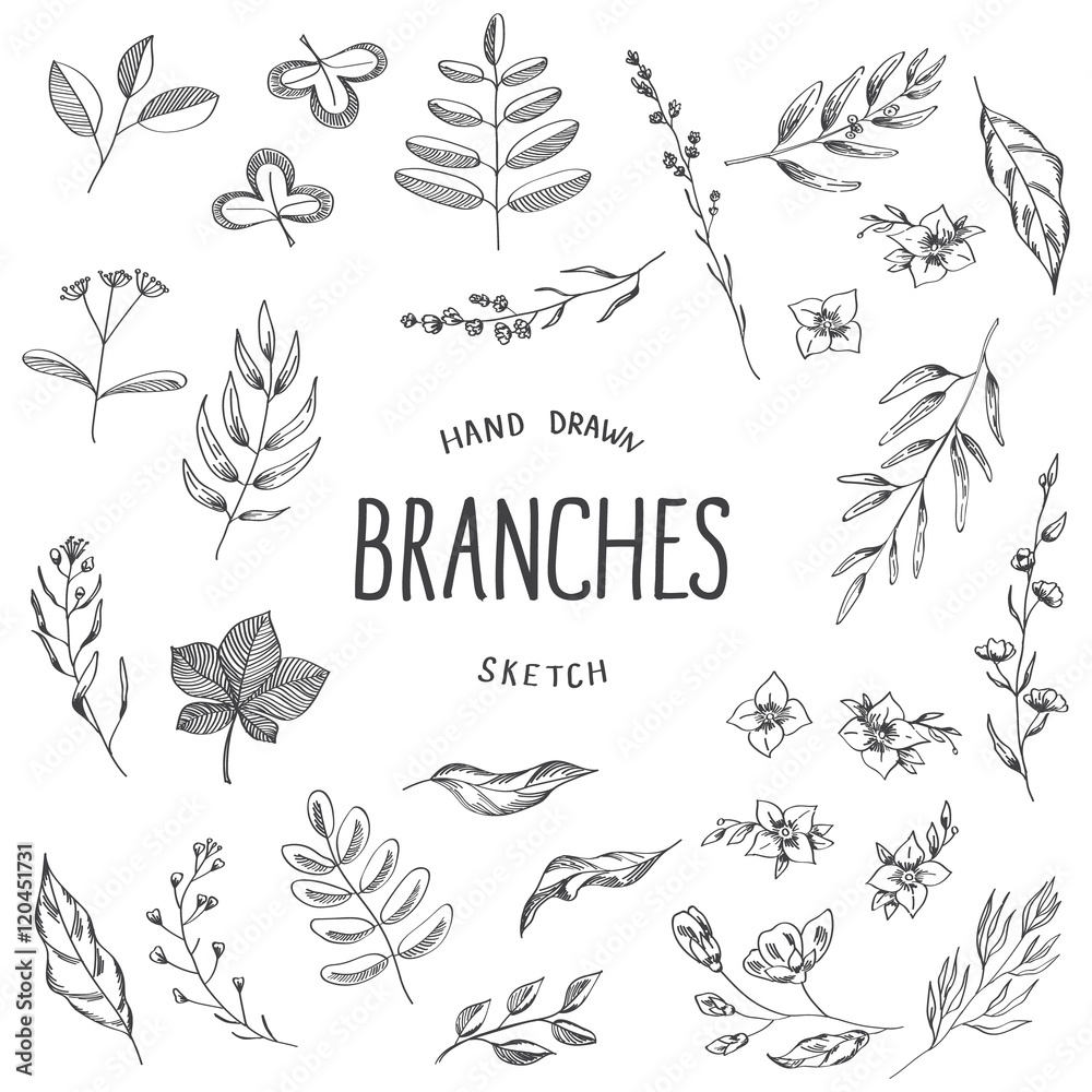 Set of hand drawn natural branches sketch.
