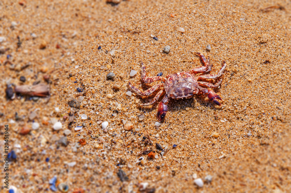 Death crab on beach close