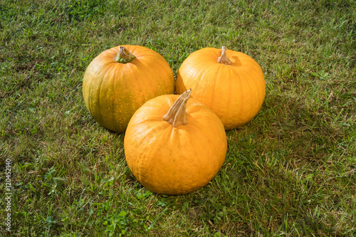 Three yellow pumpkins