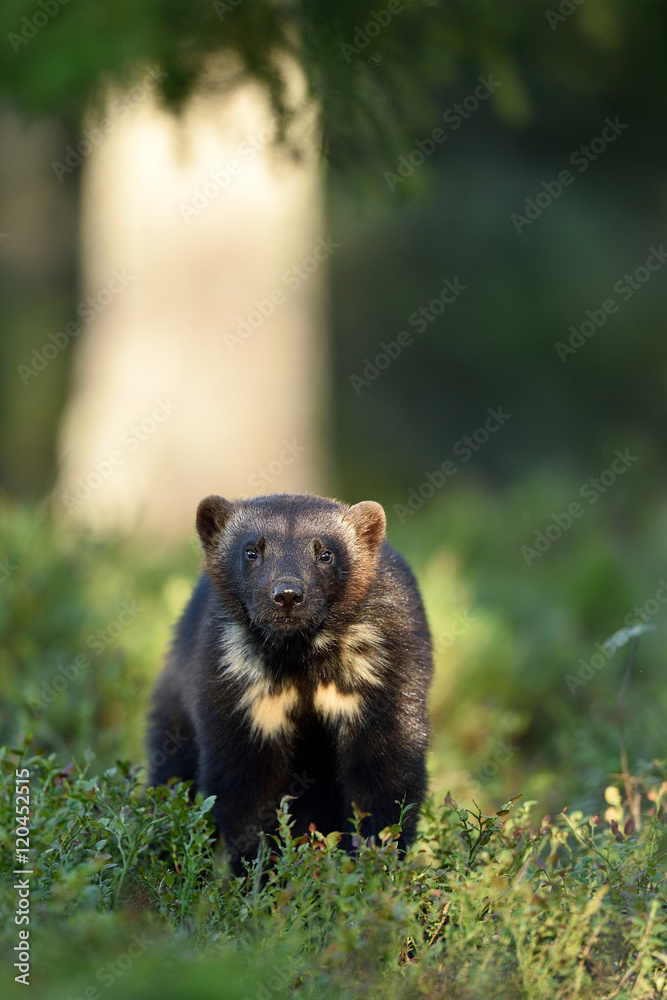 Fototapeta premium Wolverine (Gulo gulo) in forest