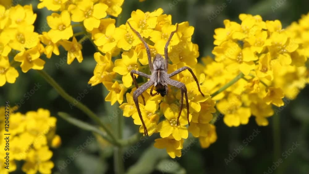 Nursery web spider (Pisaura mirabilis) when eating a captured fly on a flower Nursery web spider (Pisaura mirabilis) when eating a captured fly on a flower