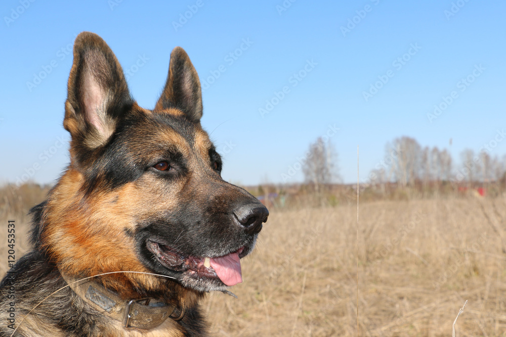 German shepherd dog in sunny autumn day