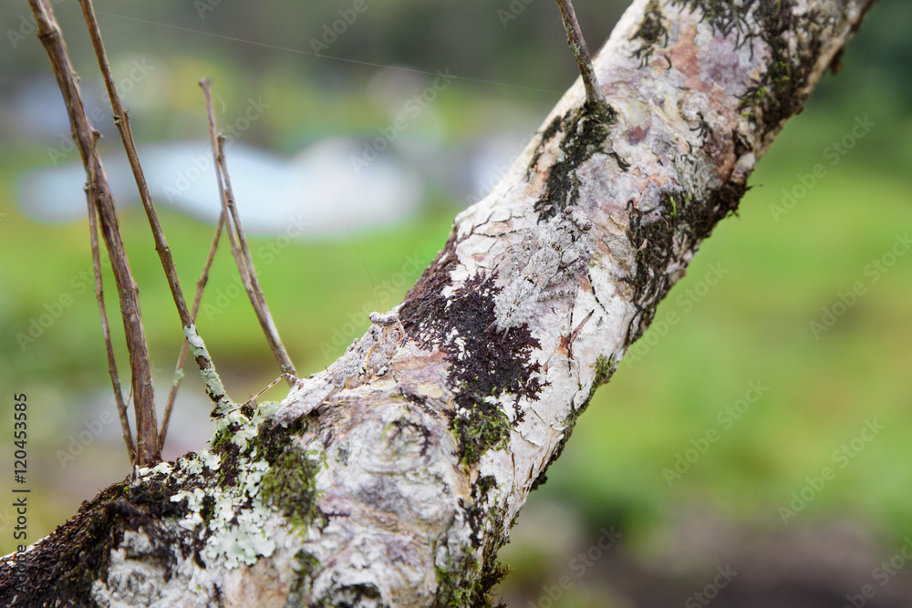 Two mantis camouflaged on tree branches. Two mantis camouflaged on tree branches.