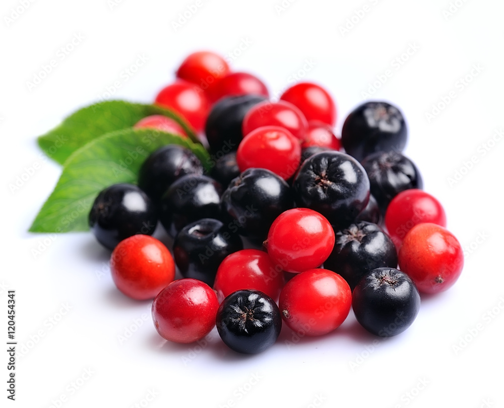 Black chokeberry and viburnum. Black chokeberry and viburnum.