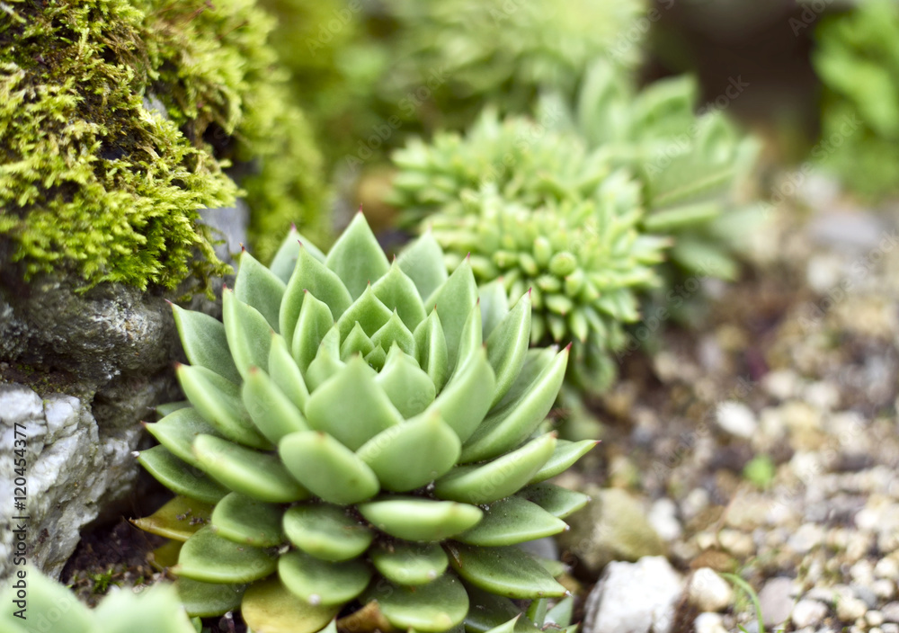 Sedum or succulent plant with selective focus Sedum or succulent plant with selective focus