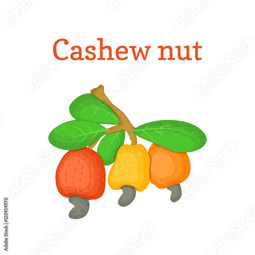 Vector illustration of a cashew nut. Branch cashew nut tree with three multi-colored fruits orange yellow red and leaves on a white background. Elements of packaging design brochures on healthy eating