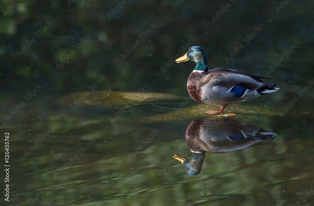 Fototapeta premium Canard colvert