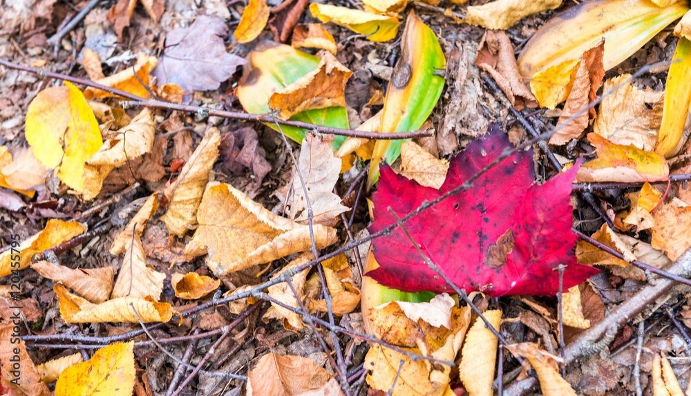 Beautiful foliage colors of New England Beautiful foliage colors of New England