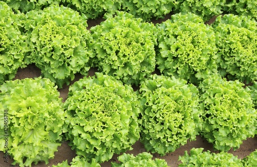 background of lush green leaves of lettuce