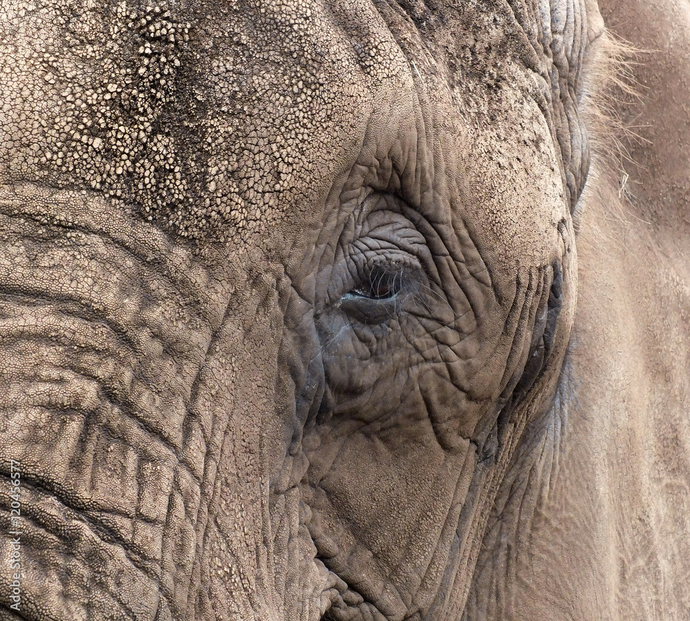 Portrait of an Elephant Stock-Foto | Adobe Stock