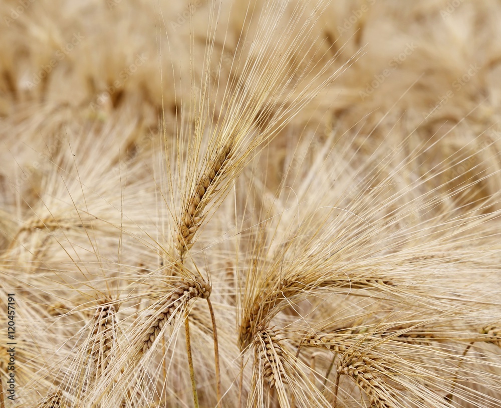 ripe wheat ears in the field in summer ripe wheat ears in the field in summer