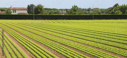 field of green lettuce grown on sandy soil in summer