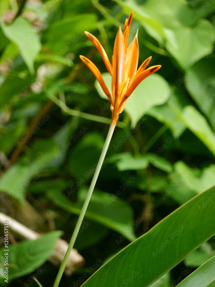 Fototapeta premium Heliconia