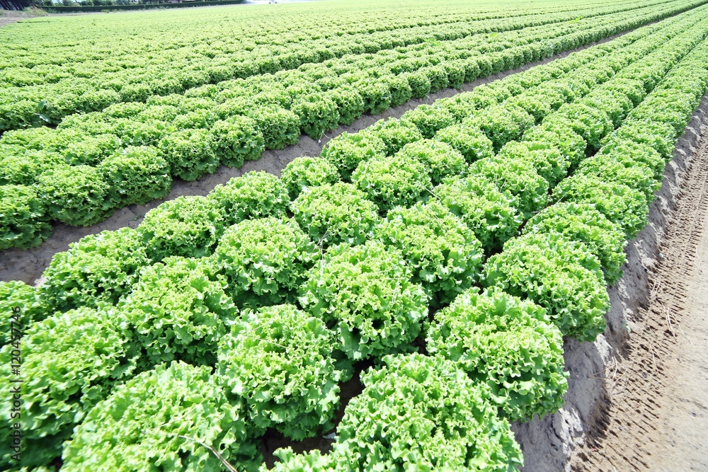 field of green lettuce grown on soil field of green lettuce grown on soil