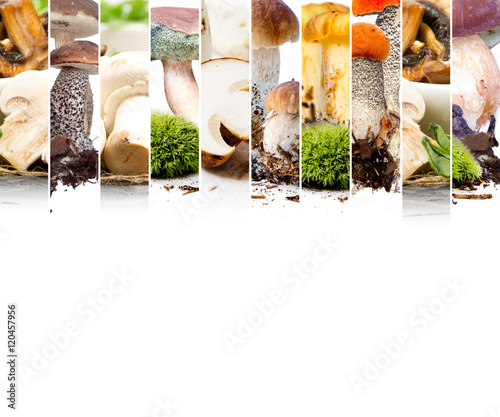 Edible Mushroom Mix