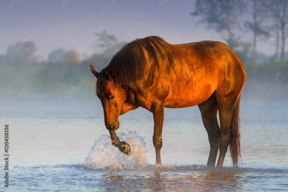 Horse standing in rivet with fog at sunrise