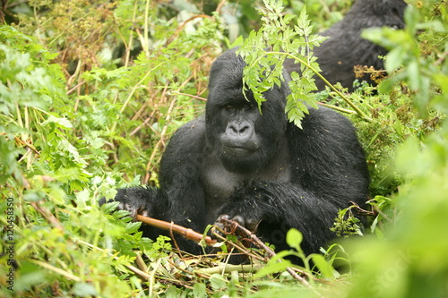 Wild Gorilla animal Rwanda Africa tropical Forest