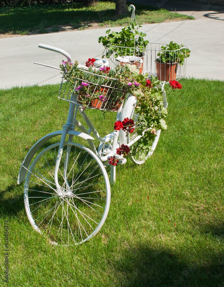 Old white bicycle with beautiful flowers standing on the grass
