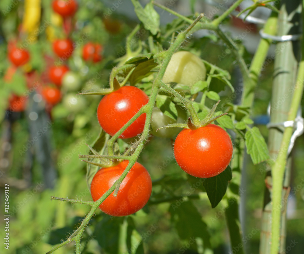 Tomates cerises