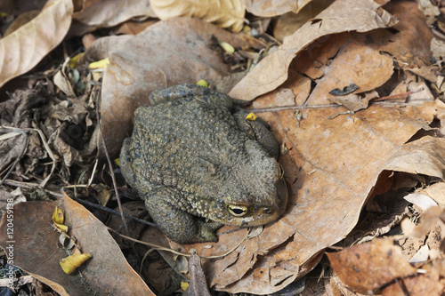 Andean toad (Rhinella spinulosa Wiegmann, 1834) is sitting on dry leaves photo