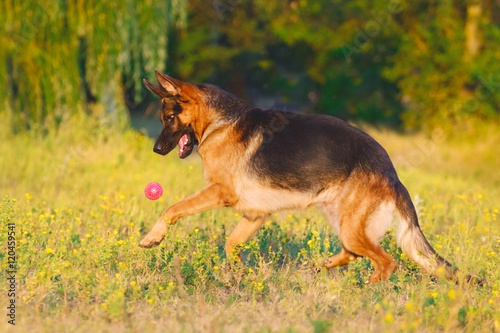 Cuadro en lienzo German shepherd dog run with ball