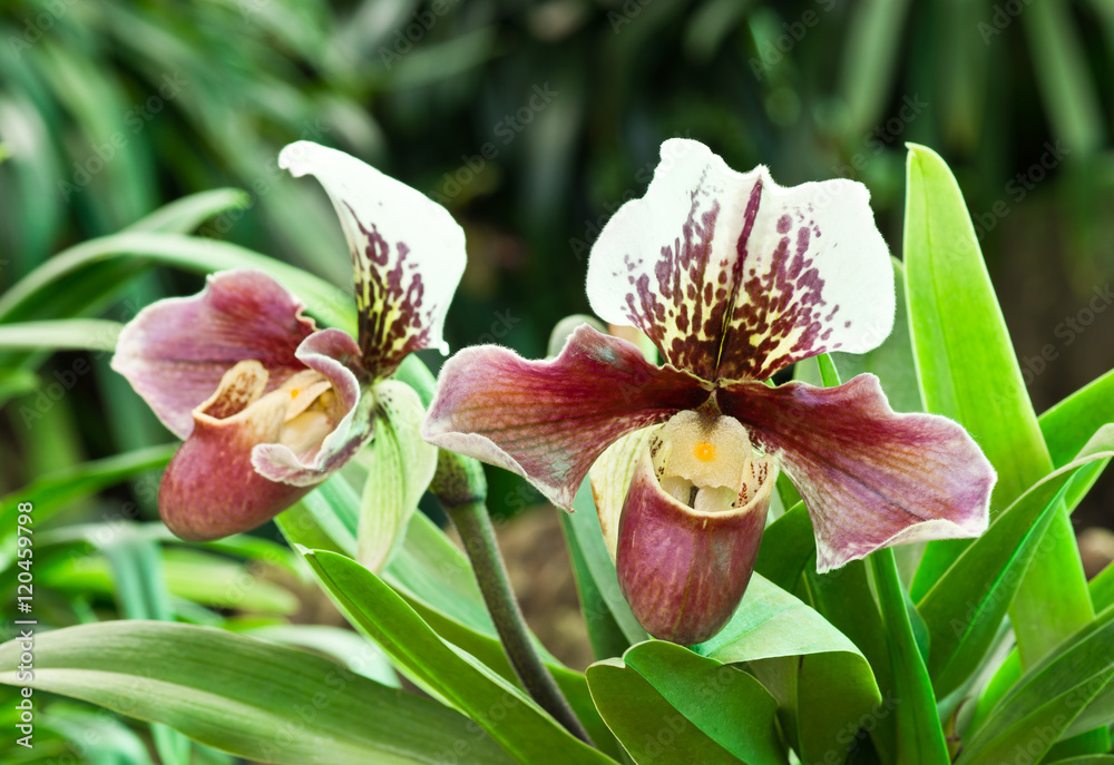 Fototapeta premium beautiful orchid from garden ( lady slipper orchid )