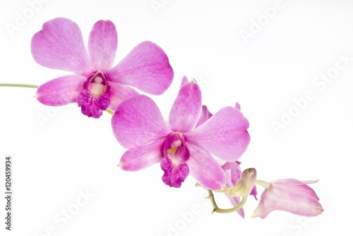 beautiful orchid on white background © reshoot