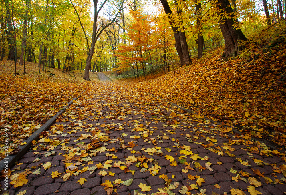 Footpath in autumn city park with yellow fallen leaves Footpath in autumn city park with yellow fallen leaves