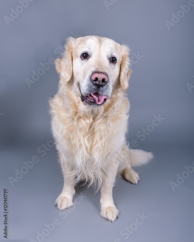 Dog on background. taken in a studio. © mgstock