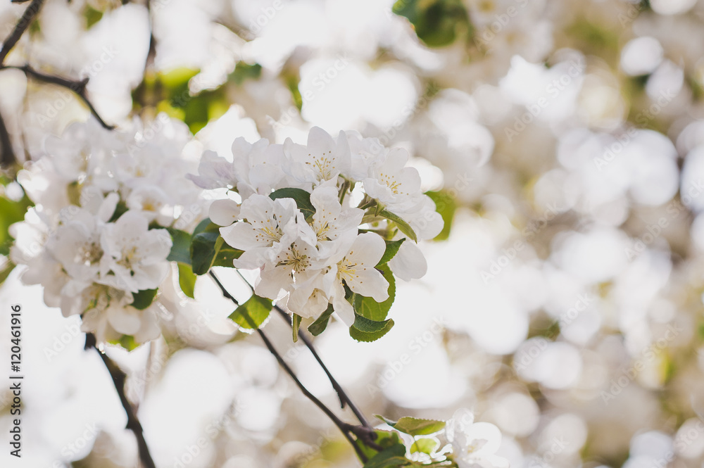 Naklejka premium Spring cherry tree in all its glory 6677.