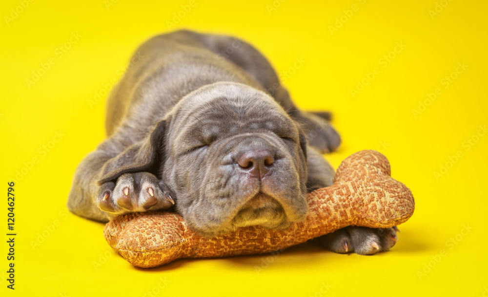 Obraz premium Beautiful young grey puppy italian mastiff cane corso (1 month)